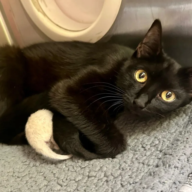 A young medium-sized female Black Domestic Short Hair cat named Snap C for adoption in Princeton, MN