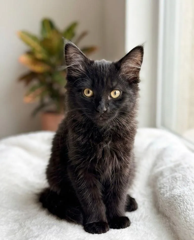 A baby medium-sized female Black Domestic Short Hair cat named Indy for adoption in Oceanside, CA