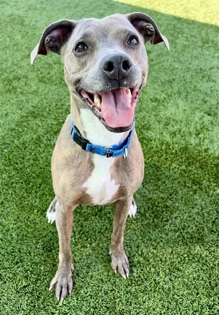 An adult medium-sized female Pit Bull Terrier dog named Chevelle for adoption in Statesville, NC