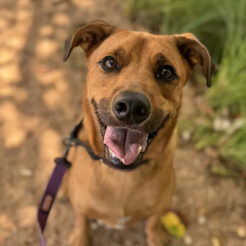 Sand Dune thumbnail 3