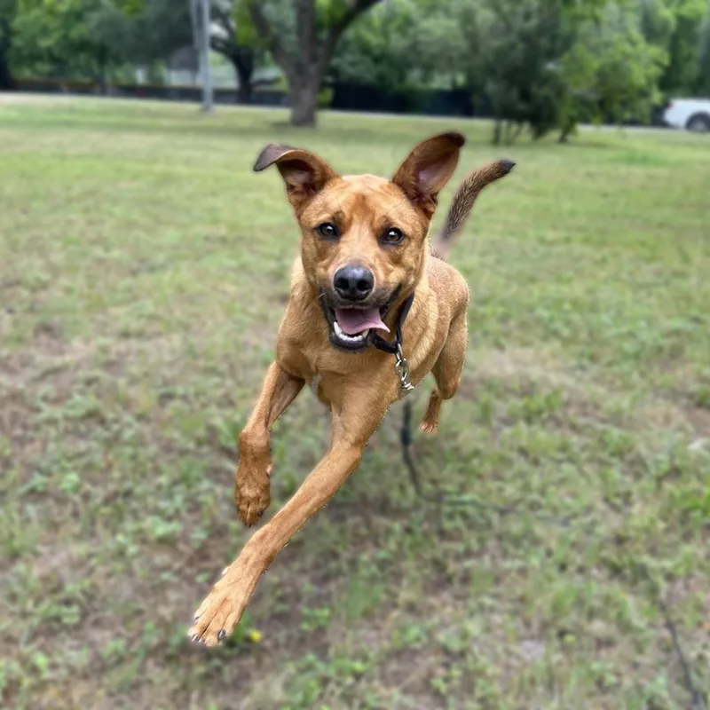 Sand Dune thumbnail 4