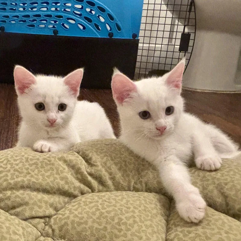 A baby medium-sized female White Domestic Short Hair cat named Annabelle for adoption in Garland, TX