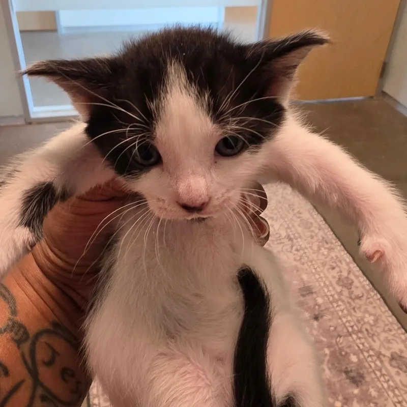 A baby small-sized female Domestic Medium Hair cat named Blue Bonnet for adoption in Leander, TX