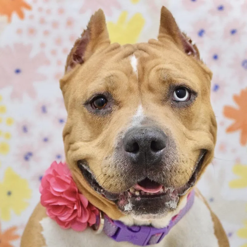 An adult large-sized female Red / Chestnut / Orange Pit Bull Terrier dog named Storm  Ecas for adoption in Pleasanton, CA