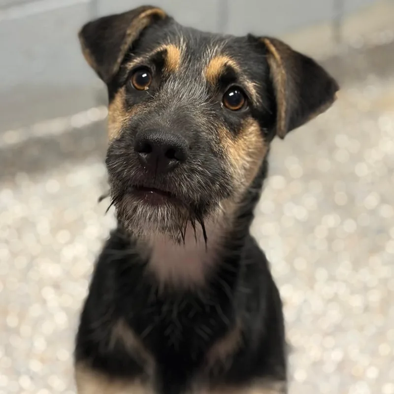 A young medium-sized female Black Mixed Breed dog named Margo for adoption in West Olive, MI