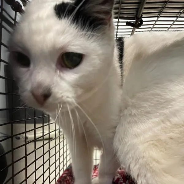 An adult small-sized female Domestic Short Hair cat named Luisa for adoption in Des Moines, IA