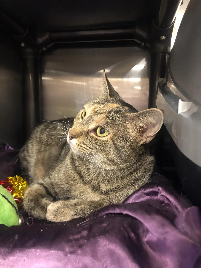 A young medium-sized female Tabby cat named Bella for adoption in Greensburg, PA