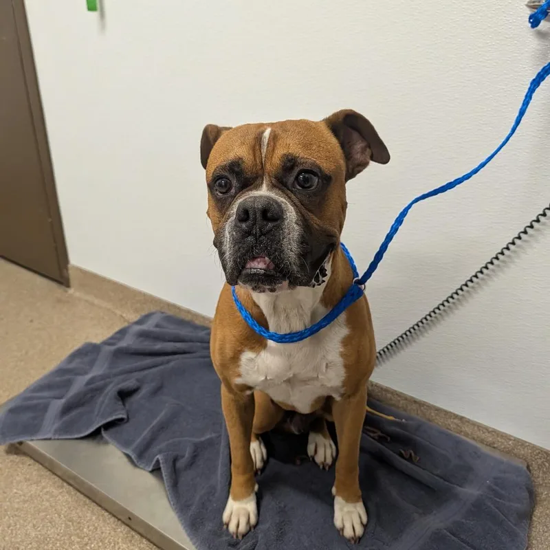 An adult large-sized male Brown / Chocolate Boxer dog named Boogle for adoption in League City, TX