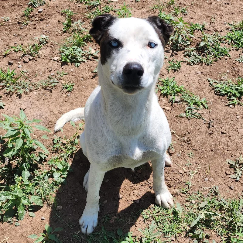 An adult medium-sized female Husky dog named Lupita for adoption in ALPINE, TX