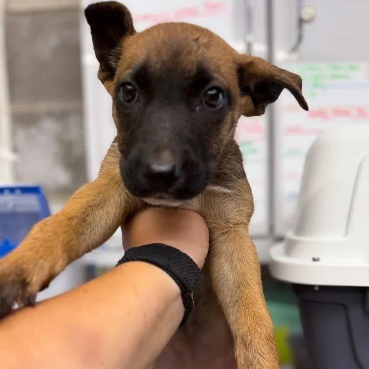 A baby large-sized female German Shepherd Dog dog named Piper for adoption in Oakdale, CA