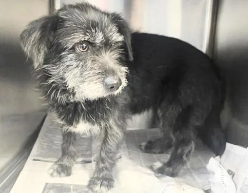 An adult medium-sized female Patterdale Terrier / Fell Terrier dog named Perrita for adoption in Houston, TX
