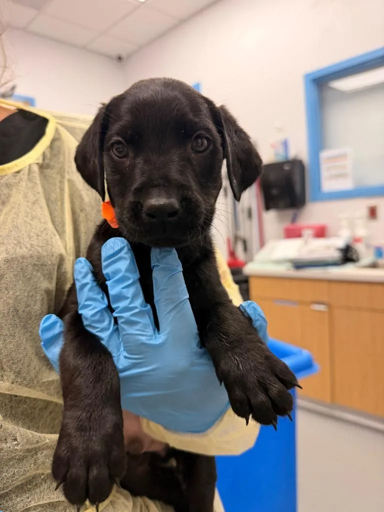 A baby small-sized male Labrador Retriever dog named Buck for adoption in Hartsville, SC