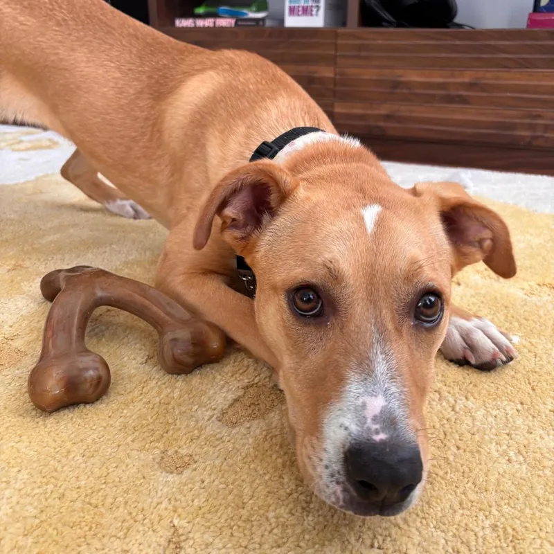 A young medium-sized female Yellow / Tan / Blond / Fawn Shepherd dog named Rhyne for adoption in Staten Island, NY