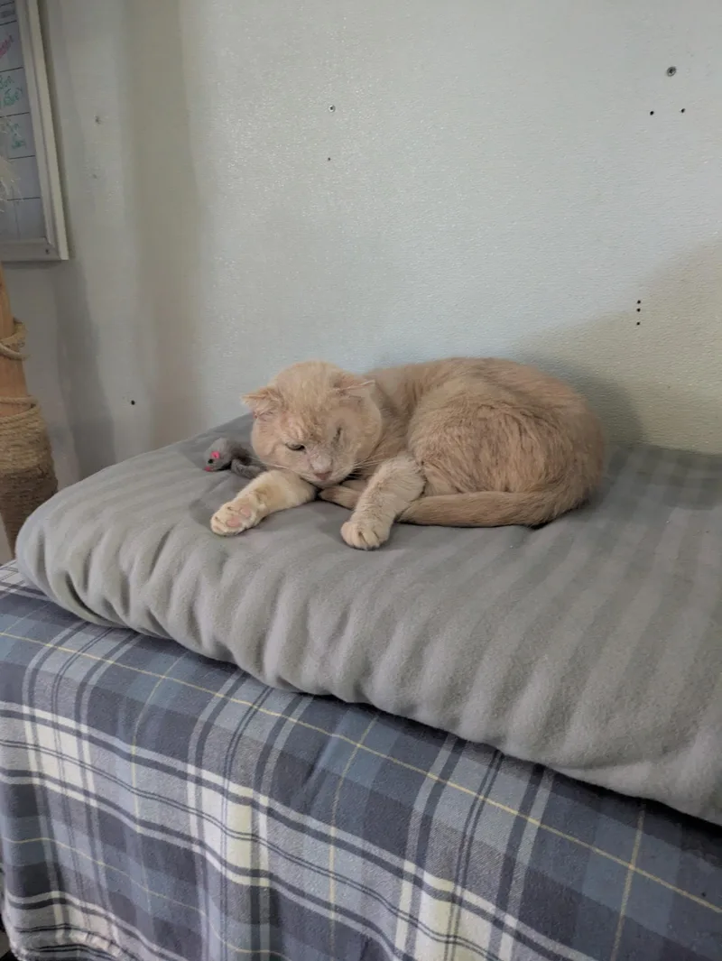 An adult medium-sized male Buff / Tan / Fawn Domestic Short Hair cat named Meatloaf for adoption in Spring Lake, NJ