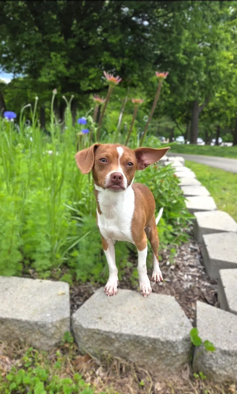 Chestnut thumbnail 4