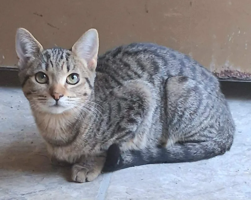 A baby medium-sized female Domestic Short Hair cat named Zip for adoption in Rockford, IL