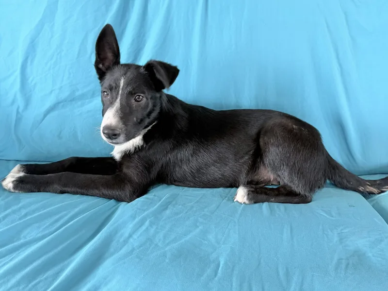 A baby medium-sized male Border Collie dog named Toby for adoption in Manchester, CT