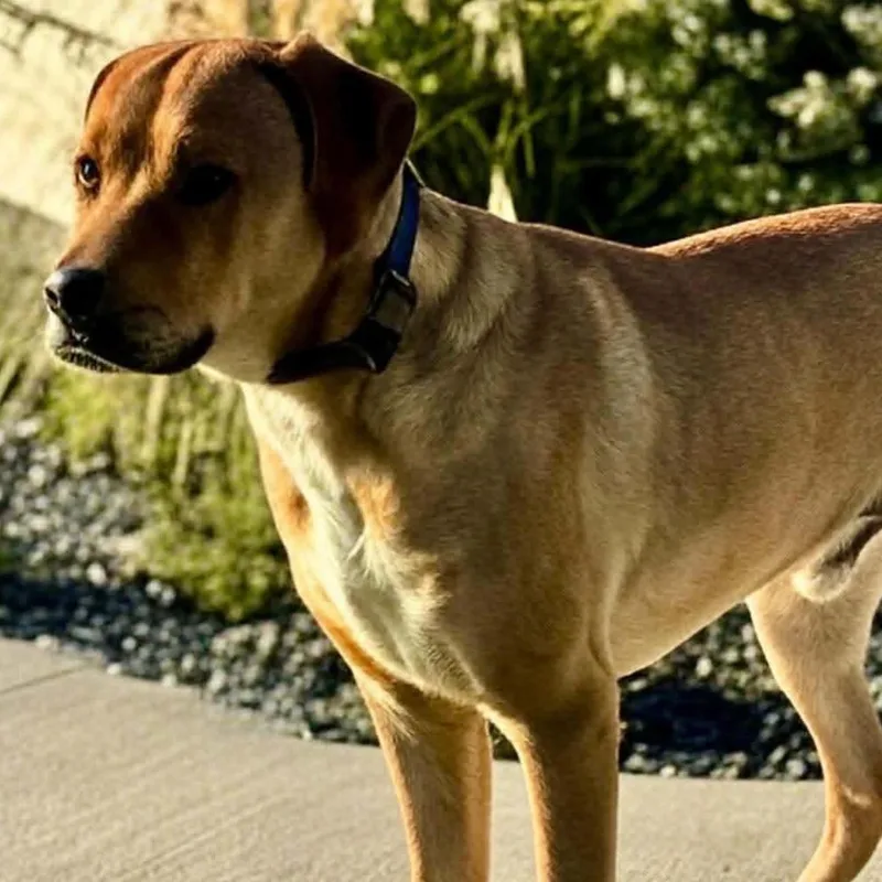 An adult extra large-sized male Yellow / Tan / Blond / Fawn Hound dog named Vader for adoption in Springfield, MO
