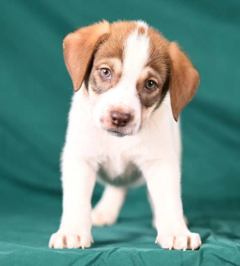 A baby medium-sized male Beagle dog named Robbie Weaver for adoption in Newport, KY