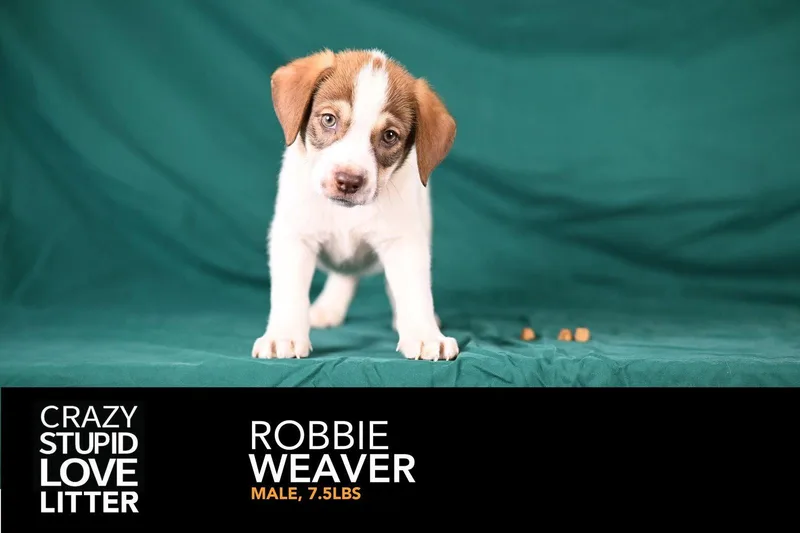 Robbie Weaver thumbnail 2