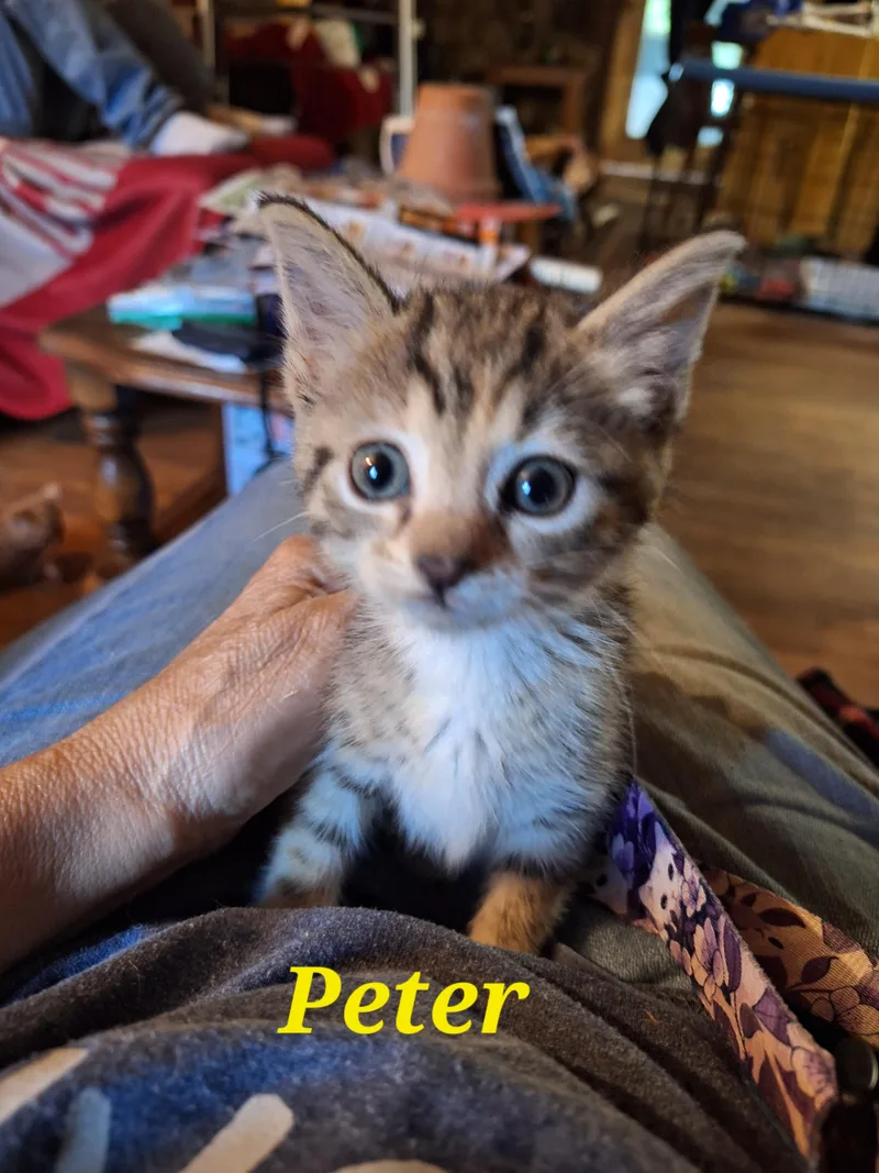 A baby small-sized female Domestic Short Hair cat named Patty for adoption in Randolph, AL