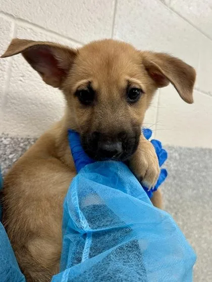 A baby large-sized male Mixed Breed dog named Timber for adoption in Wichita, KS
