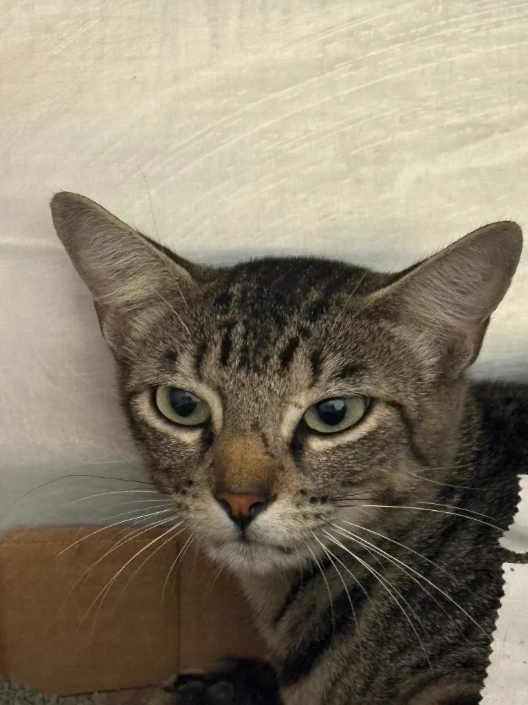 A young medium-sized female Domestic Short Hair cat named Lexus for adoption in Belton, TX