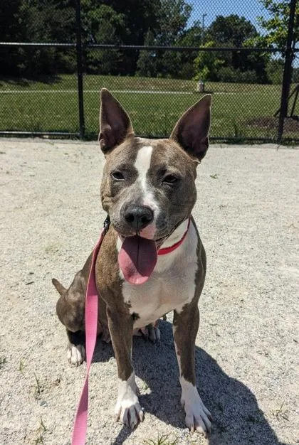 An adult medium-sized female Mixed Breed dog named Foggy for adoption in Fairfax, VA