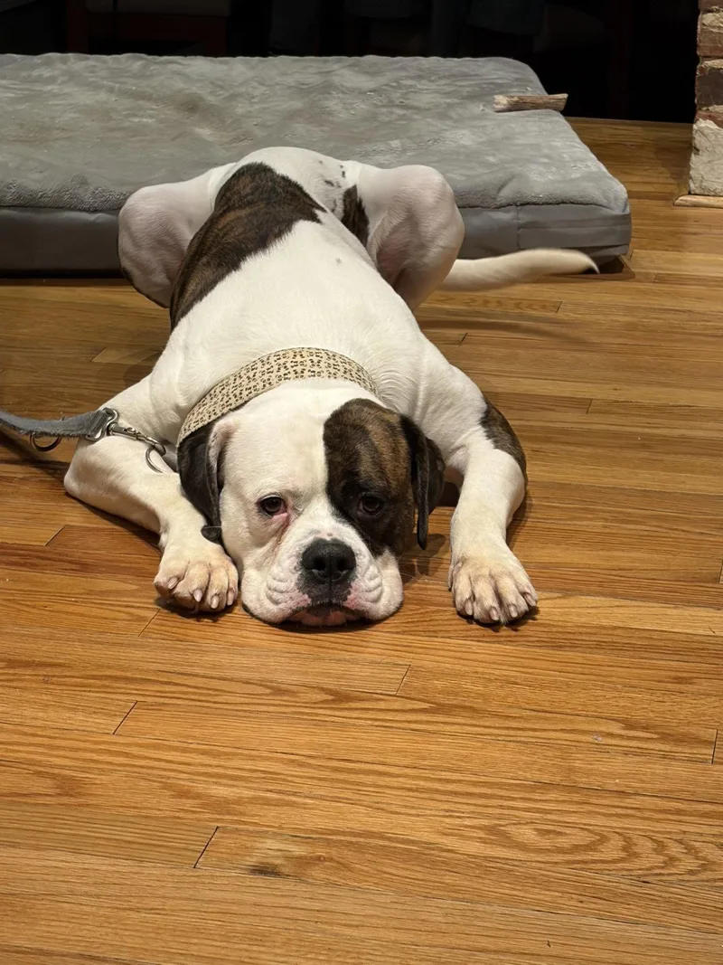 A young medium-sized female American Bulldog dog named Baby Girl for adoption in New Hope, PA
