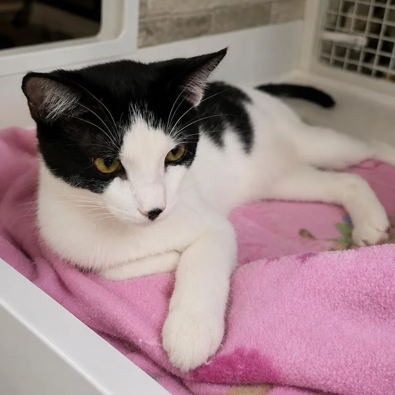 A young medium-sized male Domestic Short Hair cat named Tiny for adoption in Fort Worth, TX