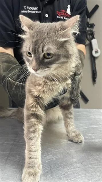 A young medium-sized male Domestic Long Hair cat named Timmy for adoption in Redlands, CA