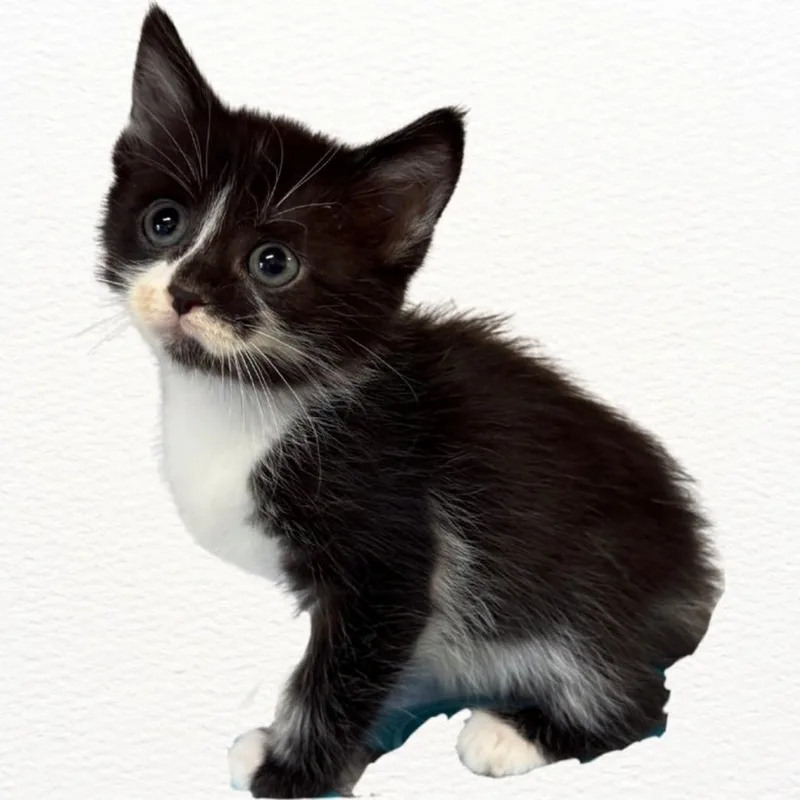 A baby medium-sized female Black & White / Tuxedo Domestic Short Hair cat named Glimmer for adoption in Talbott, TN