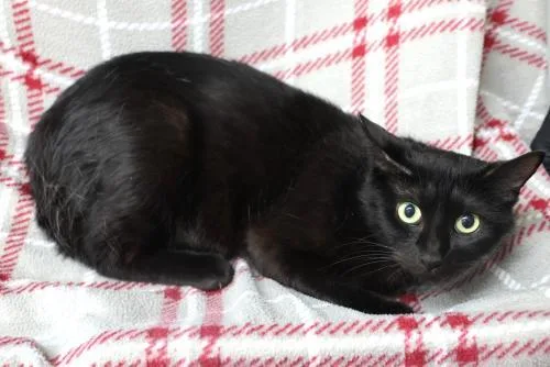 An adult medium-sized female Black Domestic Short Hair cat named Xena for adoption in Thief River Falls, MN