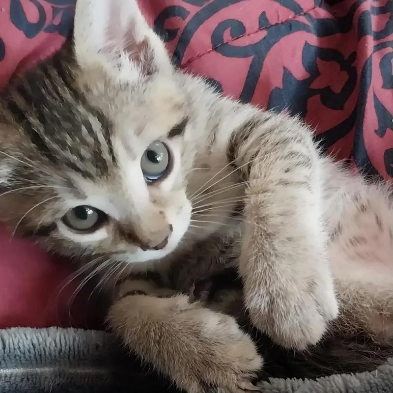 A baby small-sized male Brown / Chocolate Domestic Short Hair cat named Loki for adoption in Nampa, ID