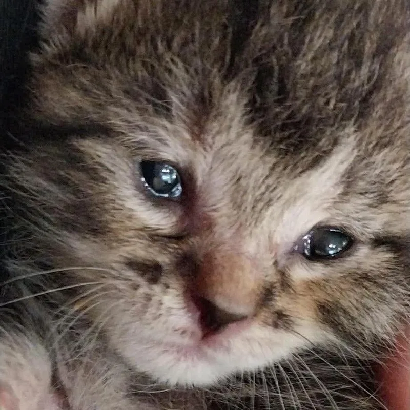 Loki thumbnail 2