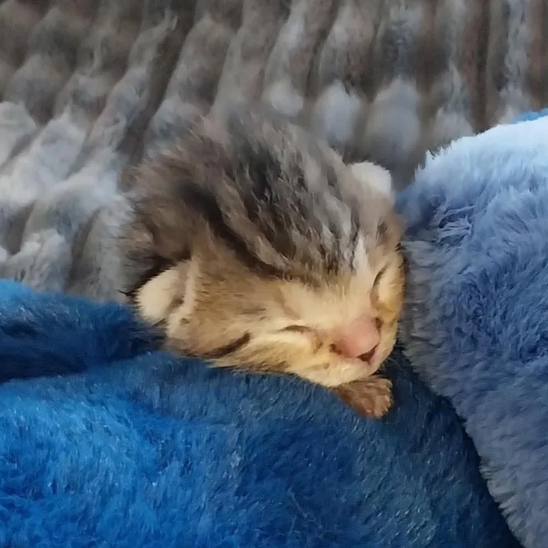 Loki thumbnail 3
