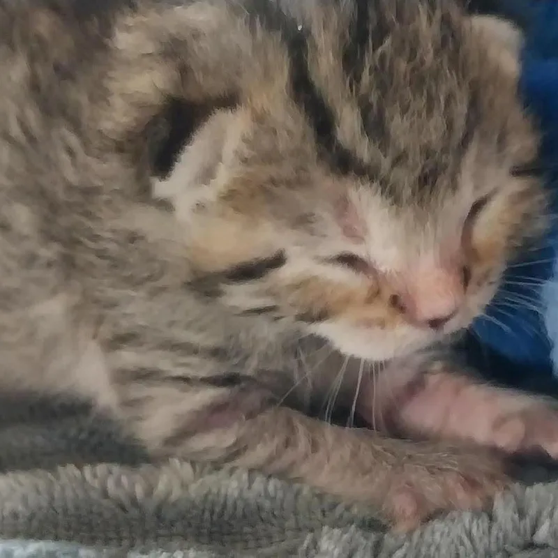 Loki thumbnail 4