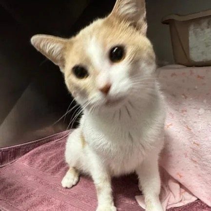 A young medium-sized male Domestic Short Hair cat named Rivers for adoption in Edwardsville, IL