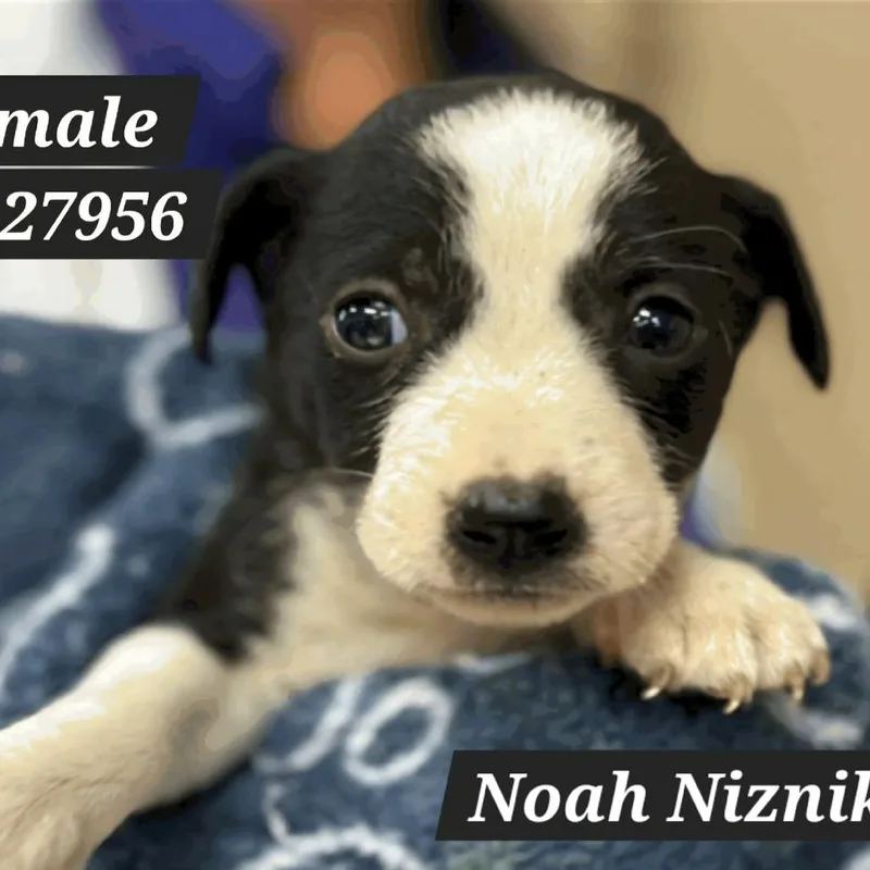 A baby small-sized female White / Cream Terrier dog named Noah Niznik D for adoption in Princeton, MN