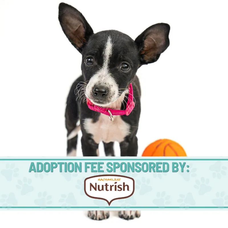 Noah Niznik D thumbnail 5