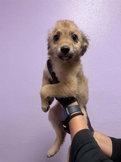 A baby small-sized female Terrier dog named 61771145 for adoption in El Paso, TX