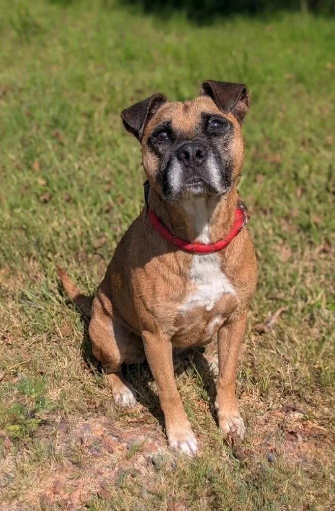 A senior large-sized male Pit Bull Terrier dog named Chopper for adoption in Springfield, TN