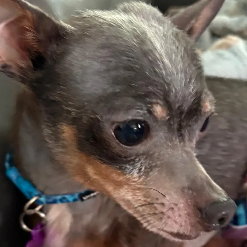 Pepperoncini