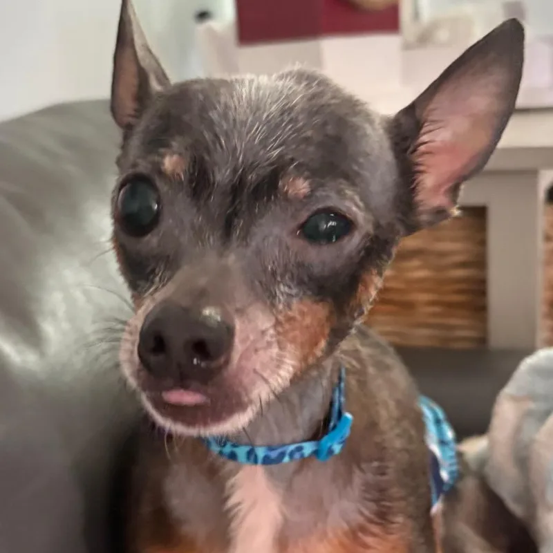 Pepperoncini thumbnail 2