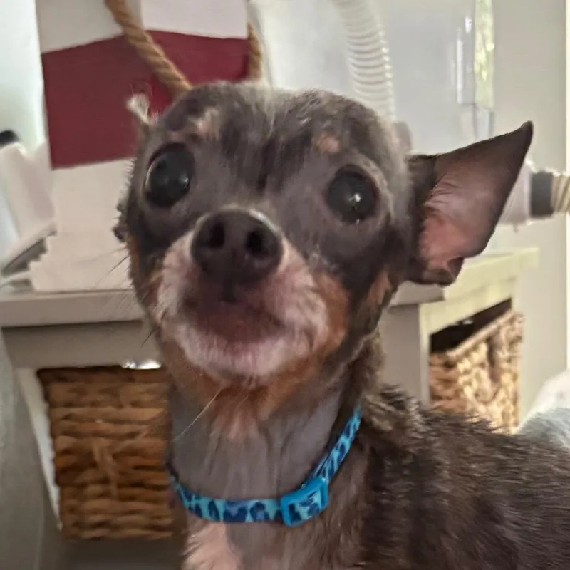 Pepperoncini thumbnail 3