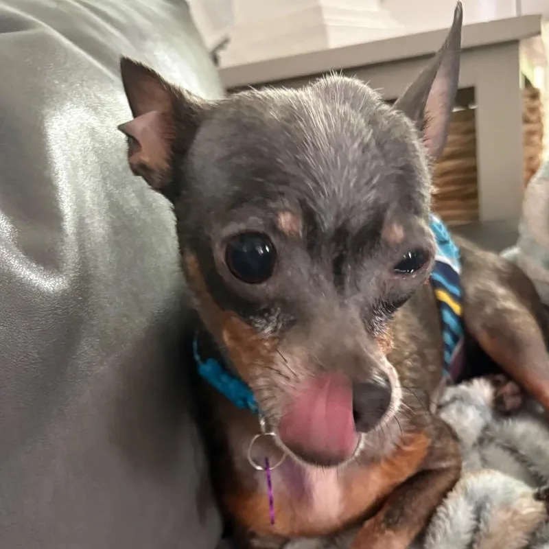 Pepperoncini thumbnail 6