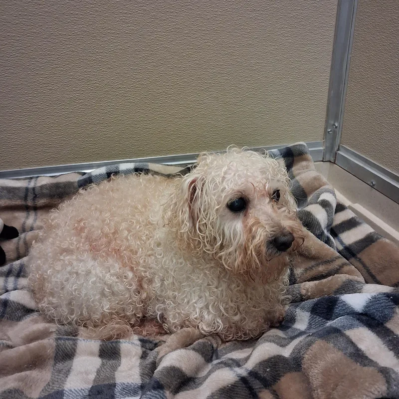 An adult small-sized female White / Cream Miniature Poodle dog named Mini for adoption in Dodgeville, WI