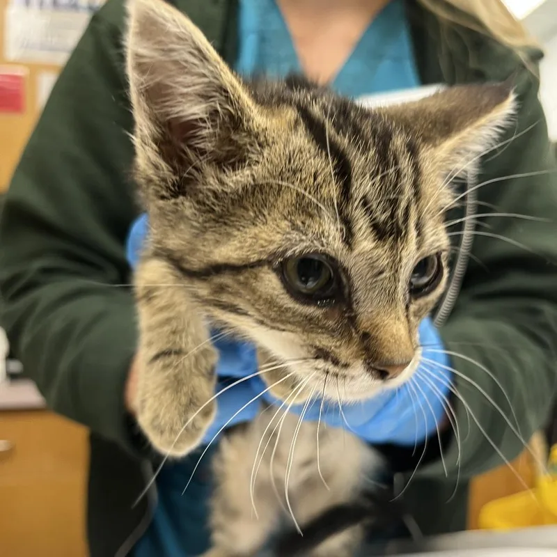 A baby small-sized male Brown / Chocolate Domestic Short Hair cat named Gason for adoption in Durango, CO