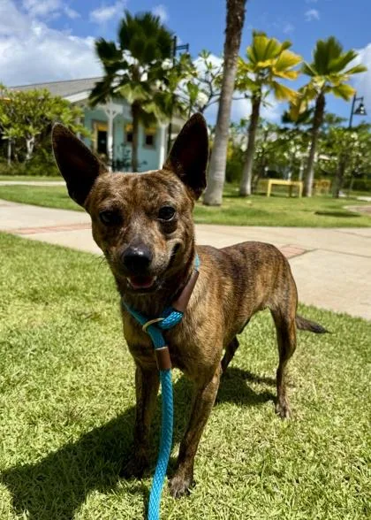 An adult small-sized male Mixed Breed dog named Teddy for adoption in Honolulu, HI