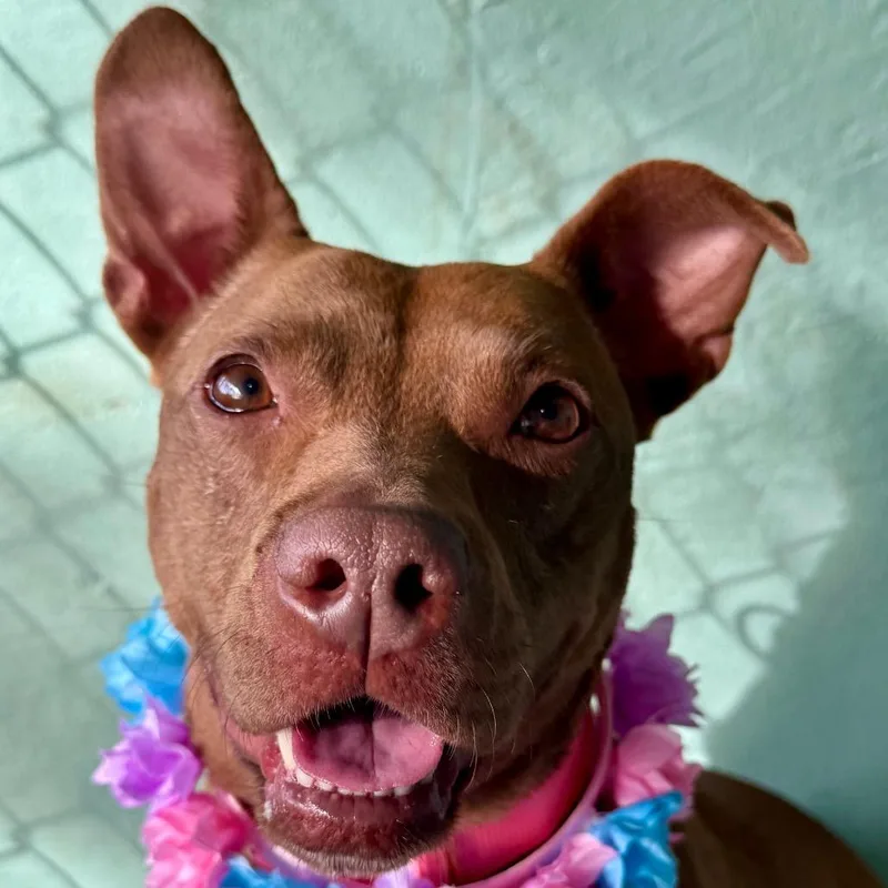 An adult medium-sized female Brown / Chocolate Boxer dog named Chili for adoption in Austin, TX
